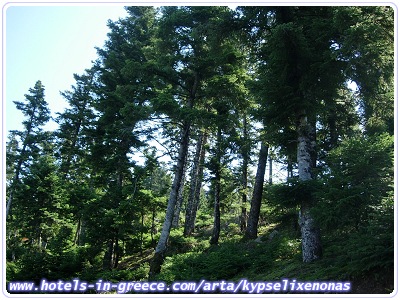 KYPSELI XENONAS, Photo 9 KYPSELI XENONAS, Photo 9